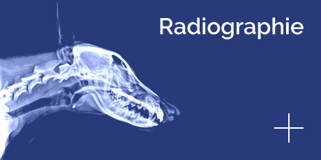 hopia-veterinaire-radiographie-460