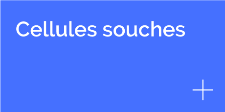 bouton cellules souches