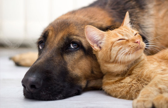 Chien et chat l'un contre l'autre