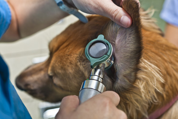 Inspection par un vétérinaire de l'oreille d'un chien