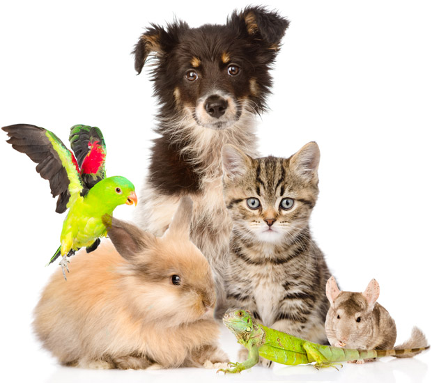 animaux domestiques chien chat nac