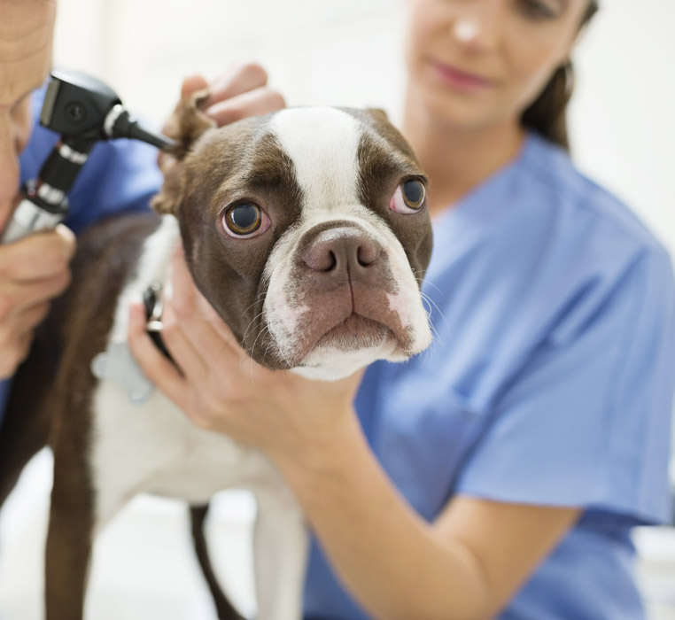 Soin par un vétérinaire sur l'oreille d'un chien