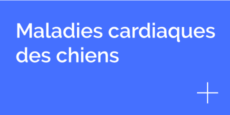 Maladies cardiaques des chiens, clinique vétérinaire Hopia Versailles Grands Parc