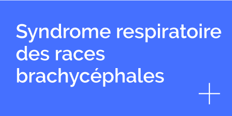 Syndrome respiratoire des races brachycéphales, clinique vétérinaire Hopia Versailles Grands Parc