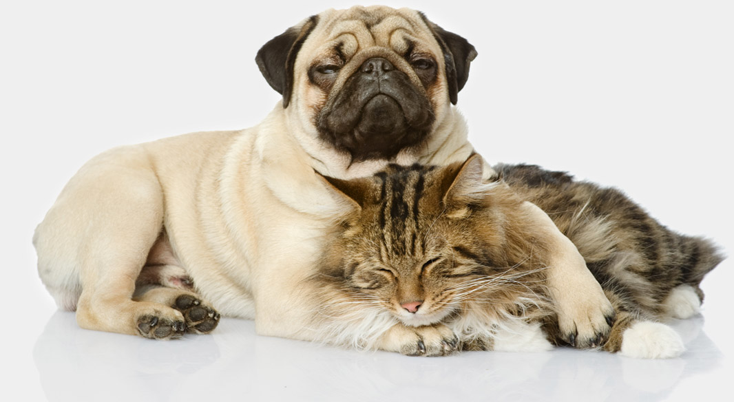 chien et chat qui dorment, fatigués