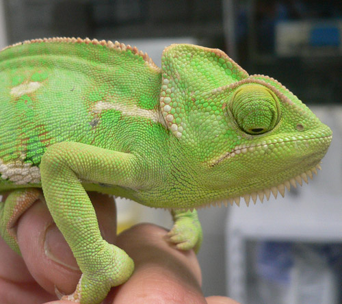 caméléon à la Clinique vétérinaire Hopia Versailles Grand Parc