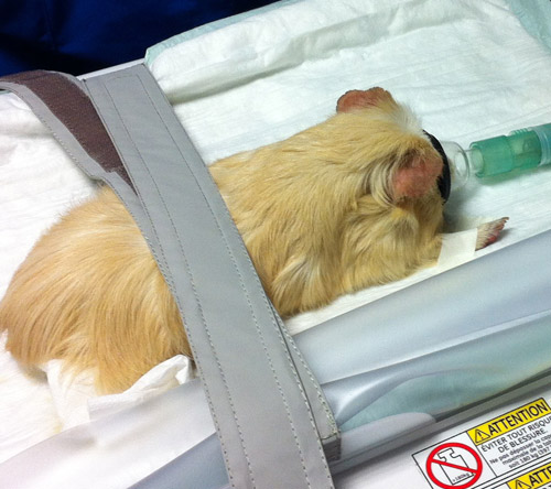 scanner cochon d'inde à la Clinique vétérinaire Hopia Versailles Grand Parc