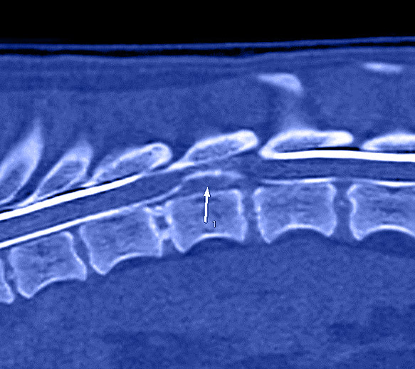 scanner hernie discale chien, Clinique vétérinaire Hopia Versailles Grand Parc