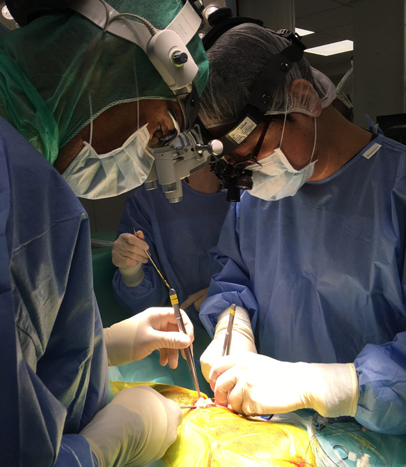 opération, clinique vétérinaire Hopia Versailles Grands Parc
