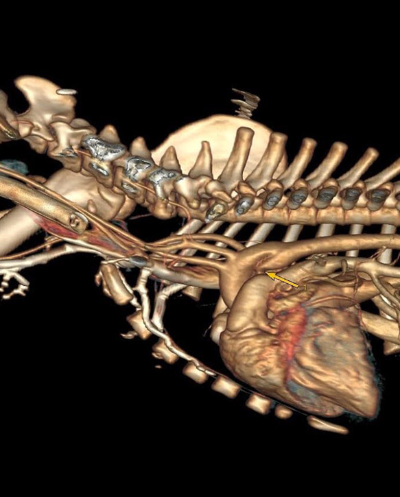 scanner 3D, Clinique vétérinaire Hopia Versailles Grand Parc