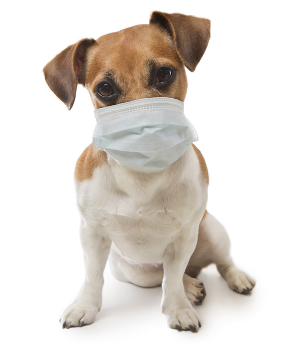 chien masque chirurgie