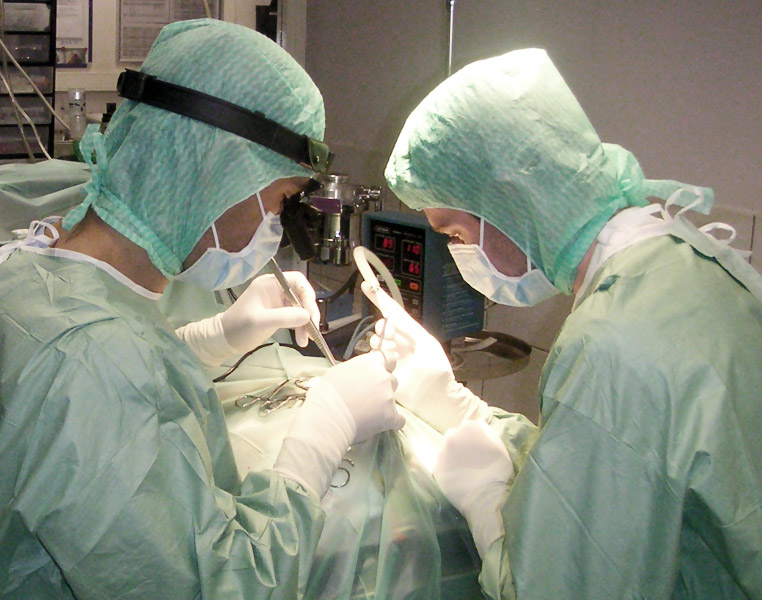 opération animal à la Clinique vétérinaire Hopia Versailles Grand Parc