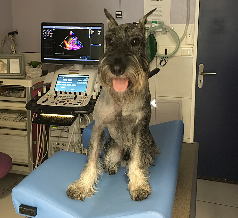 Chien en attente d'un électrocardiogramme