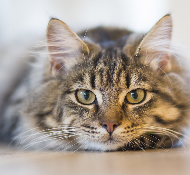 chat