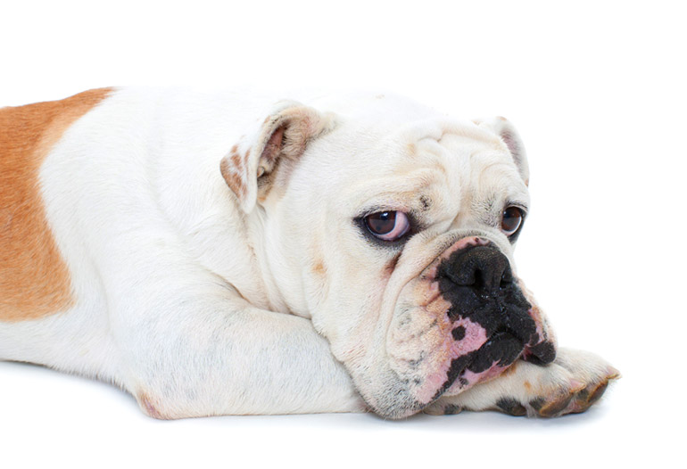 bouledogue chirurgie cardiaque mvd, clinique vétérinaire Hopia Versailles Grands Parc