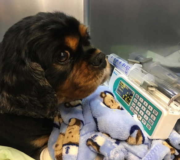 hospitalisation chien à la clinique vétérinaire Bozon Hopia Versailles Grand Parc