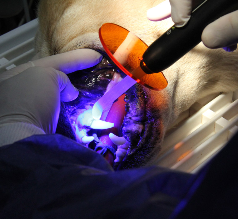 dentisterie chien à la clinique vétérinaire Bozon Hopia Versailles Grand Parc