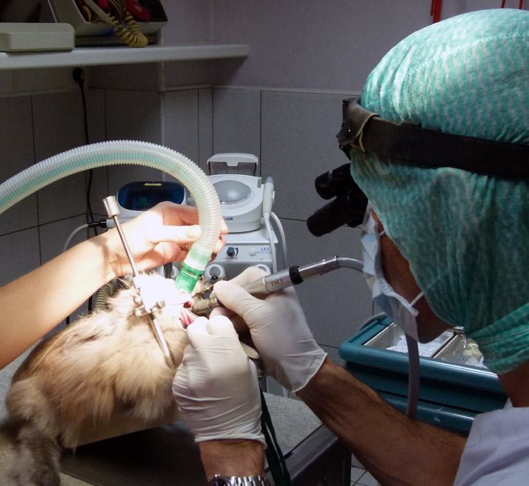 dentisterie lapin à la clinique vétérinaire Bozon Hopia Versailles Grand Parc