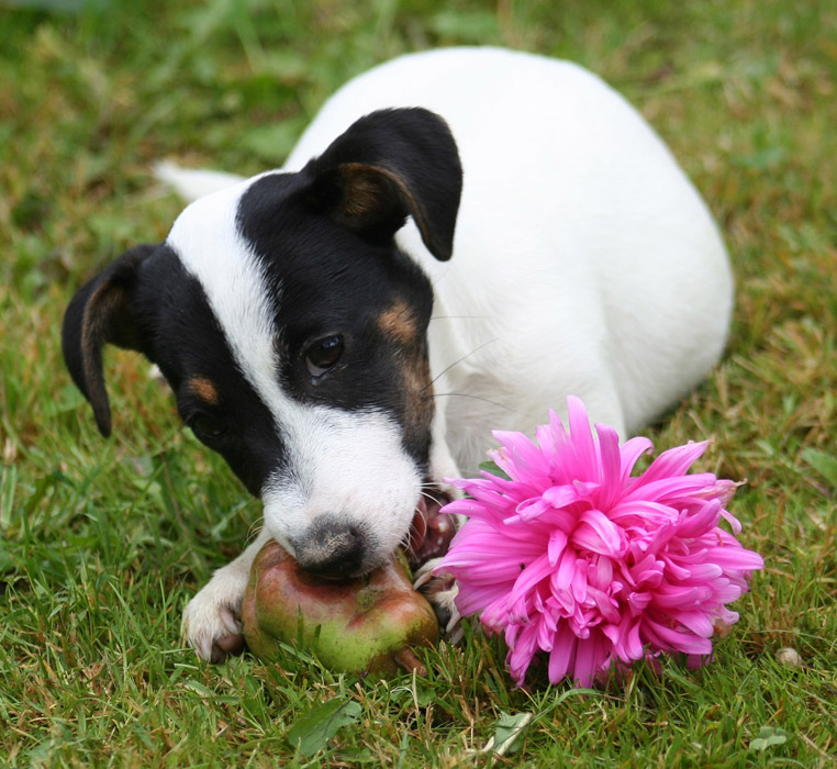 Chien sur l'herbe qui mange une pomme