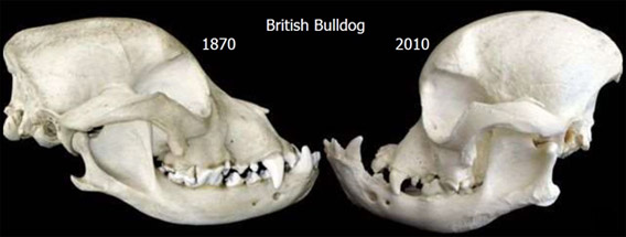 deux crânes de BullDog