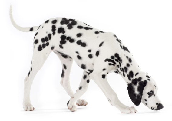 Chien Dalmatien