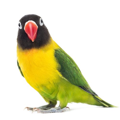 Yellow-collared lovebird watching the camera, isolated on white